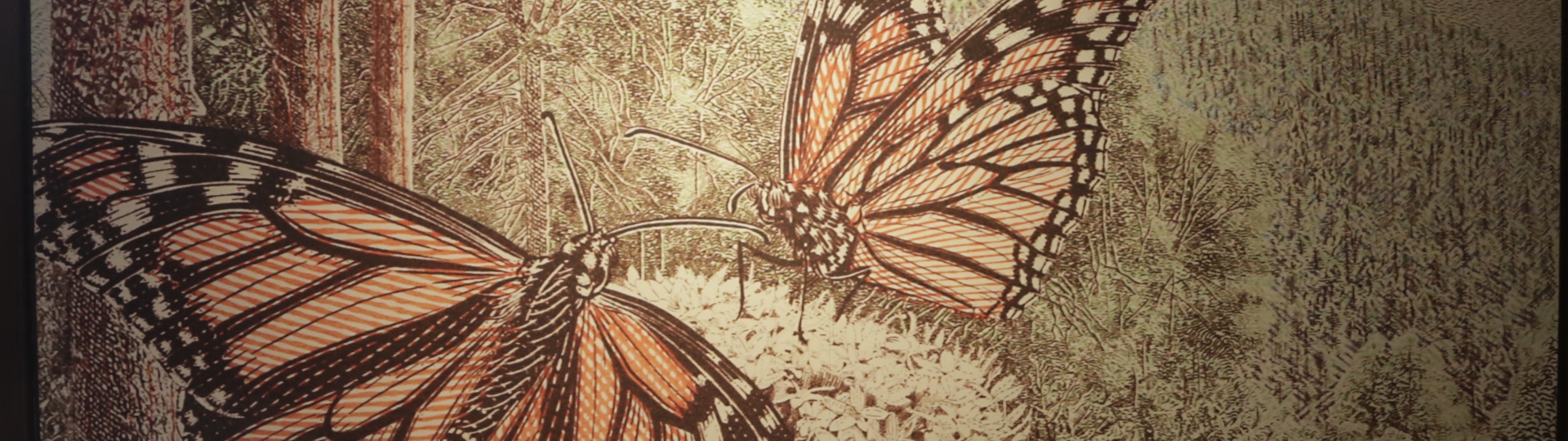 Separador de sección